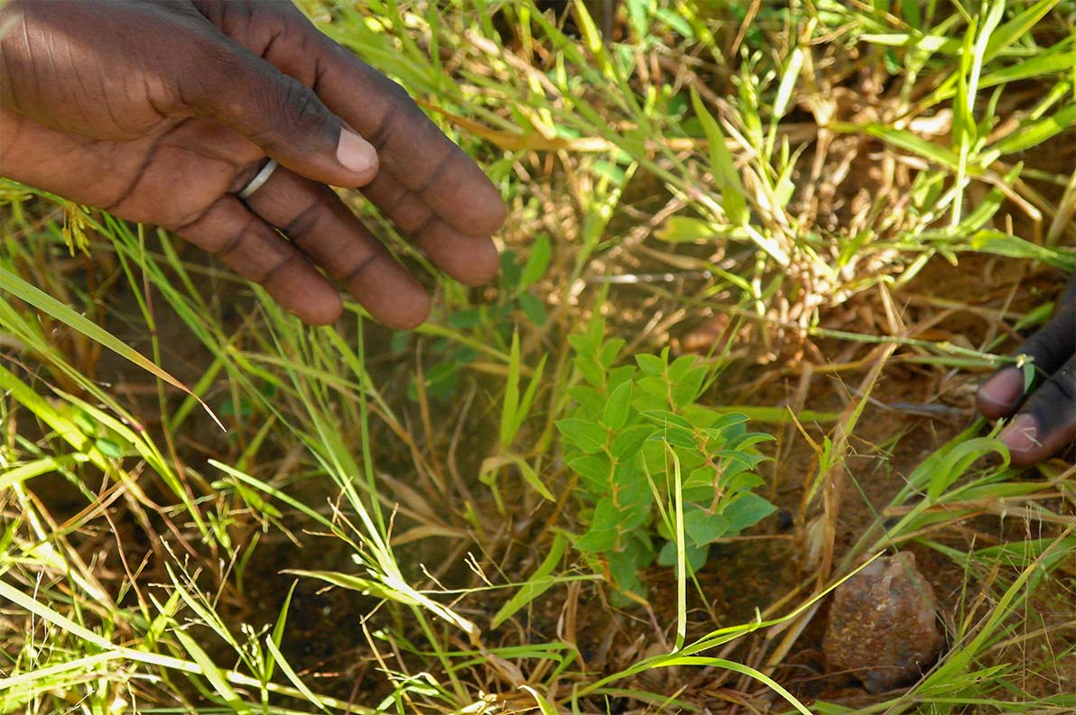 arbre entre les herbes